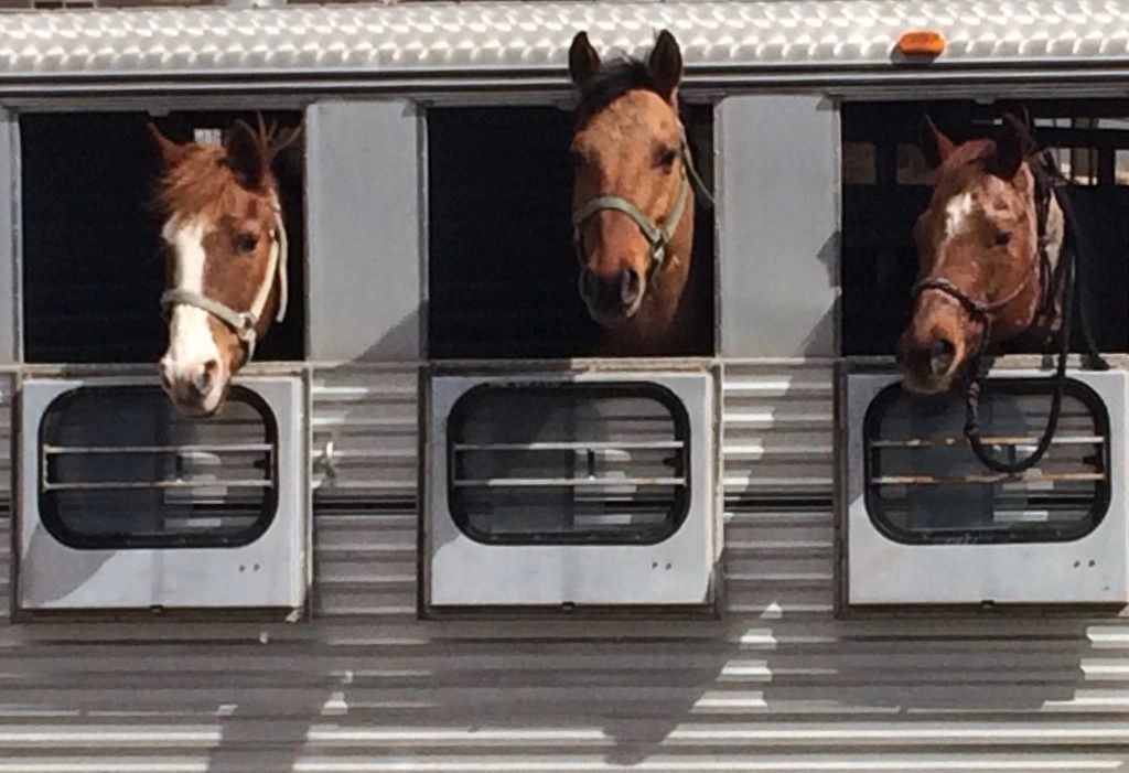 Protecting Horses in Transport: Super Therm Stops Summer Heat